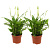 Набор растений Спатифиллум Шопен (2 штуки в упаковке)