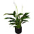 Растение Спатифиллум Бенито 40 см в кашпо D14.5 см (РС00024.06)