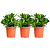 Набор растений Крассула Овата для дома (3 растения)